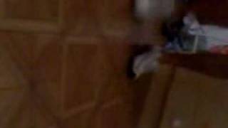 rebolation.3gp