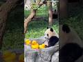 パンダって 守ってあげたくなる存在 パンダって 守ってあげたくなる存在