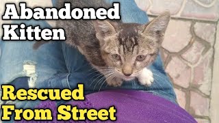 Abandoned Kitten Rescued From Street by pet is life 456 views 4 days ago 8 minutes, 4 seconds