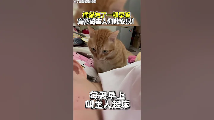 橘猫为了一顿早饭 竟然对主人如此心狠！@Truemii #猫咪 #宠物 #橘猫 #闹钟 #萌宠 #shorts - 天天要闻