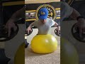 How to Workout Your Shoulders at Home | 4 Stability Ball Exercises YOU NEED IN YOUR ROUTINE #shorts