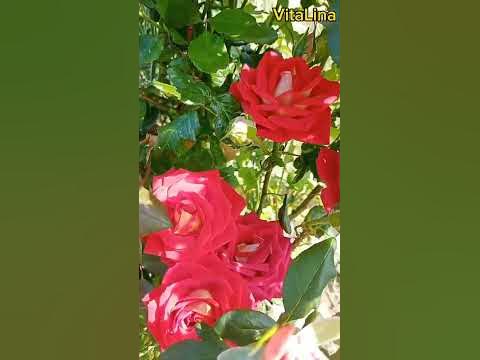 Серпневий цвіт #троянда #квіти #природа #сад - YouTube