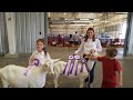 ADGA Saanen Goat Show