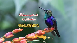 Hummingbirds in Colombia 哥伦比亚的蜂鸟