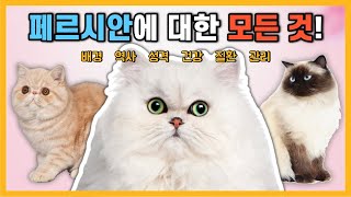 페르시안 고양이에 대한 모든 정보! [고양이 품종 특징] (feat. 엑조틱 쇼트헤어, 친칠라, 히말라얀)