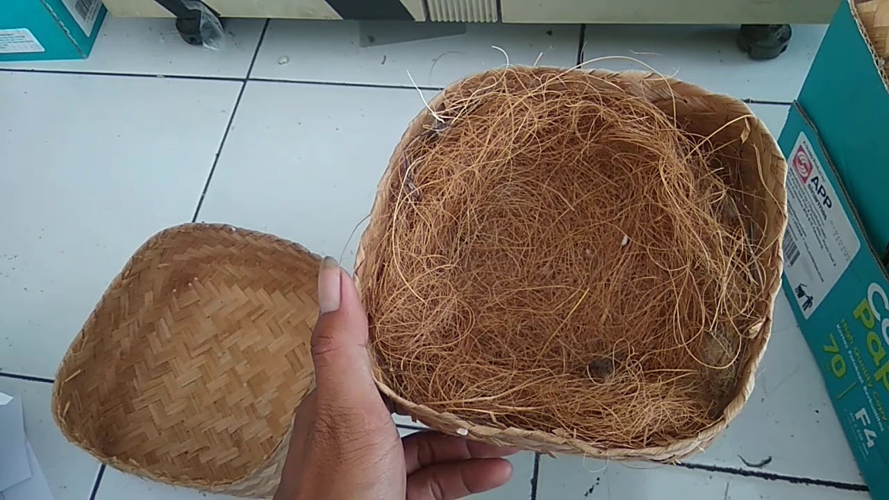 PERSIAPAN BUAT MEMANEN ANAK BURUNG CIBLEK 