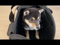 お出かけカバンが初めてで困り顔の柴犬の赤ちゃん #shorts