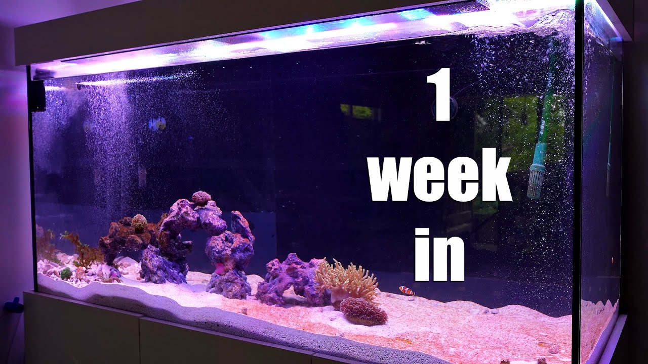 160 Gallon Canister Filter Reef Clownfish and Diatom Blooms ) YouTube