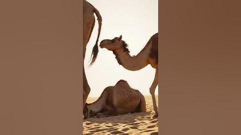 The Science Behind Camel Breeding and Growth 1