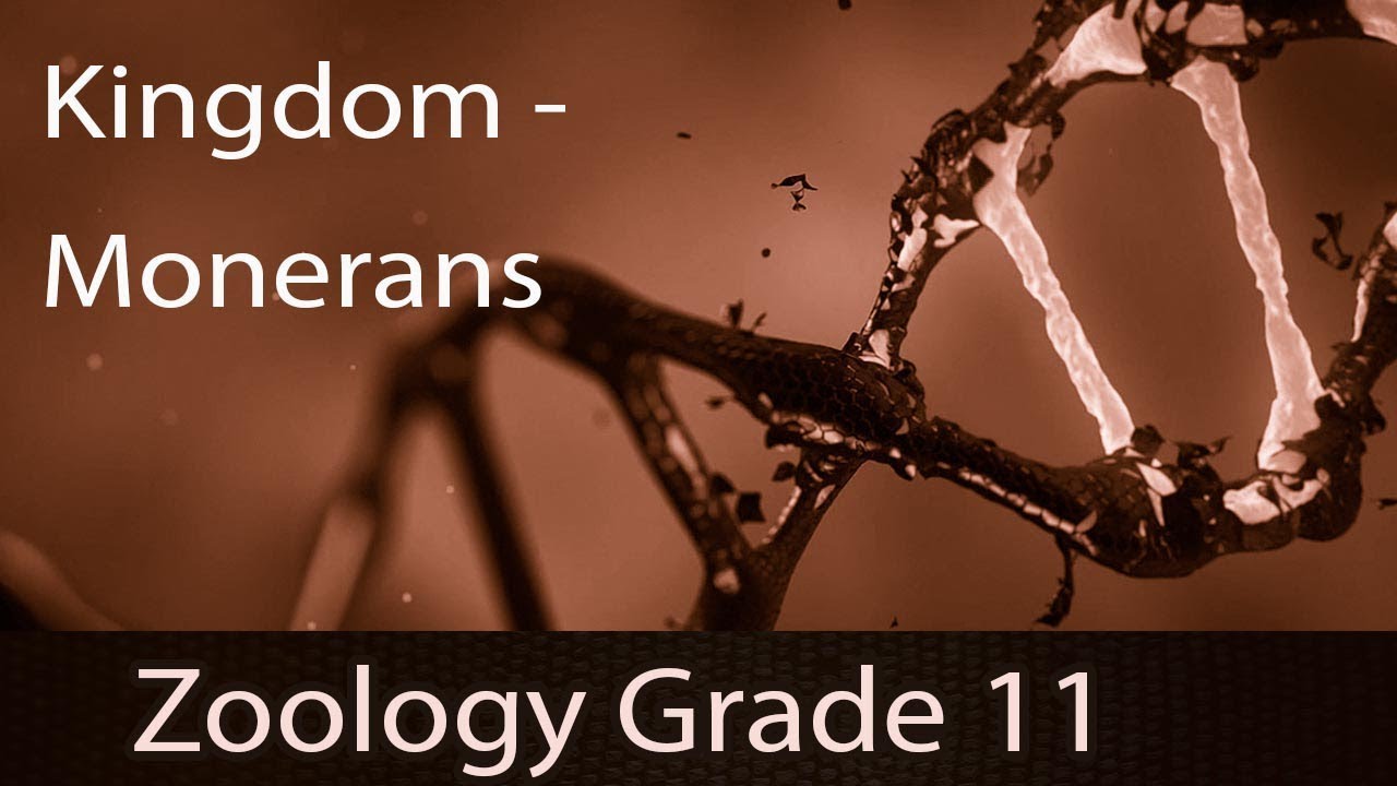 Kingdom Monera [Five Kingdom Classification] | Structure | Characteristics  | Classification