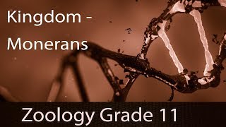 Kingdom Monera [Five Kingdom Classification] | Structure | Characteristics | Classification