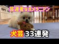 【犬芸】33連発!!新技も増えました‼️