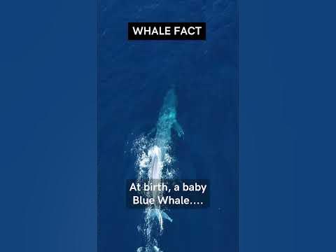 Wonders of the Ocean: The Blue Whale - YouTube