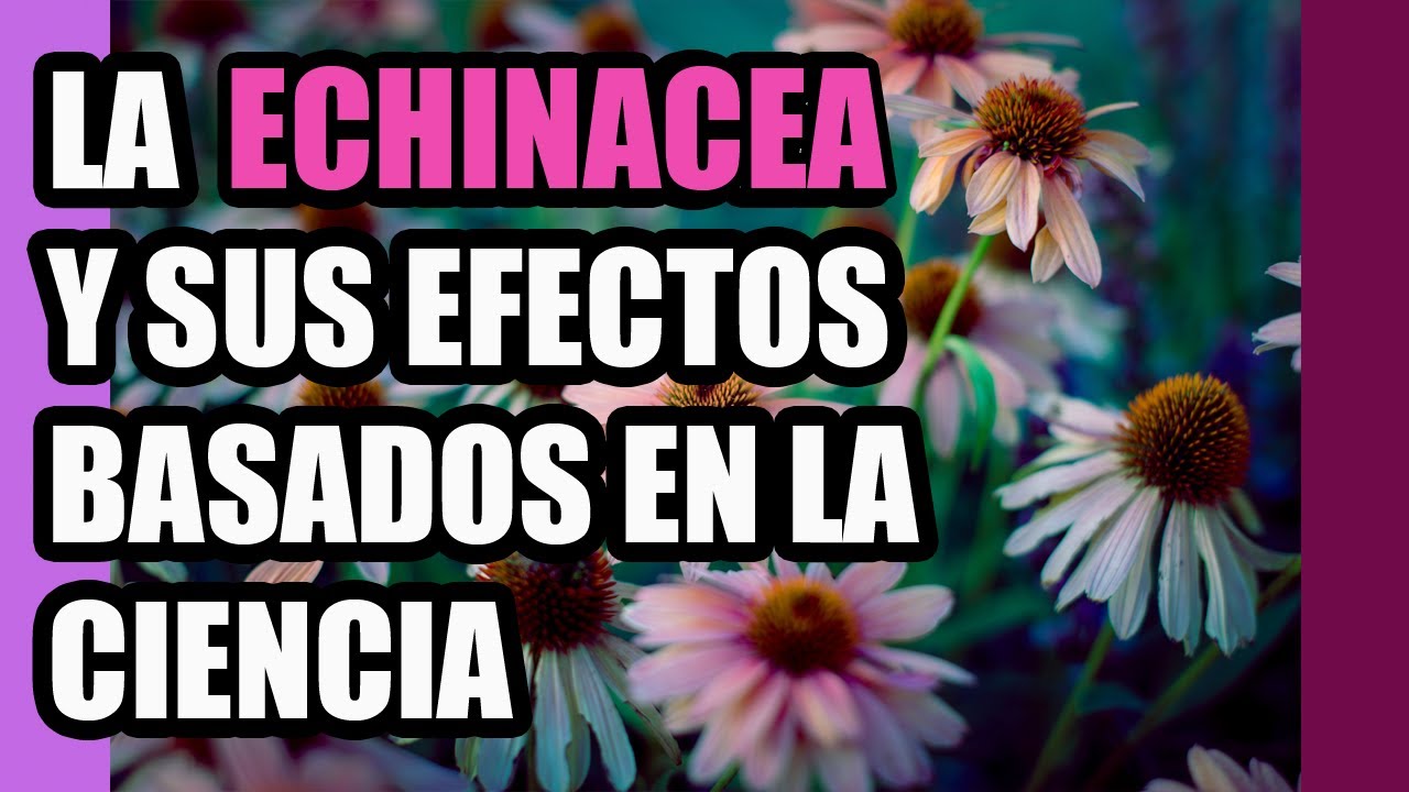 La ECHINACEA una planta poderosa Beneficios y contraindicaciones