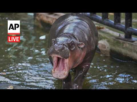 LIVE: Pygmy hippo Moo Deng celebrates second birthday at Thailand zoo