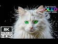 Special OLED Display Test | Dolby Vision Demo in 4K HDR 120FPS Ultra HD