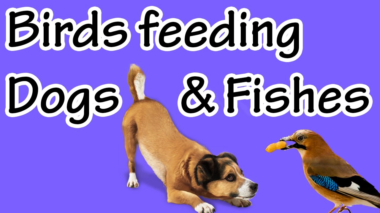 Birds feeding dogs and fishes YouTube