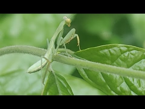 Stagmomantis limbata,green mantis🦗 posing at my camara 😇on the Jasmine