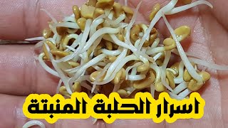 فوائد واسرار الحلبة المنبتة و طريقة عملها