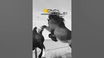 هيو يا سباعه جولة نار 