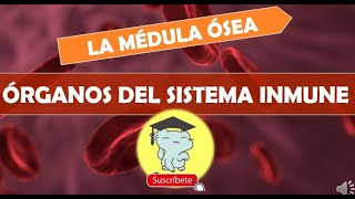 LA MÉDULA ÓSEA - ÓRGANOS DEL SISTEMA INMUNOLÓGICO