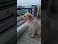 Heart broken 💔 #roxy #doglove #pets #petsrule #cute #trending #viralvideo