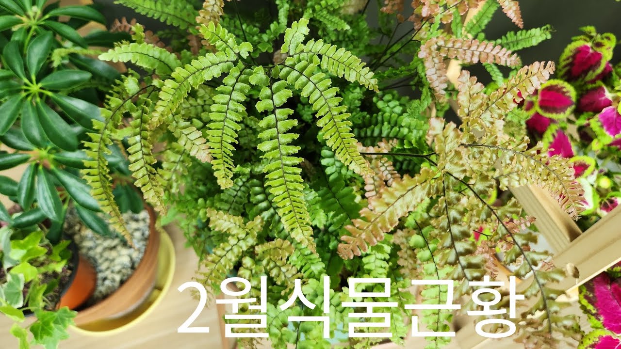 봄🌸봄🌿봄을 기다리는 순둥한🐶식물 #plant🪴