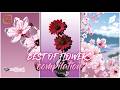 Watch These Beautiful Cherry Blossoms | Japanese Sakura Flowers Come to Life | Compilation 🌸
