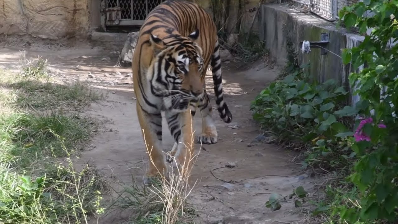 Vinpearl - Вьетнам, Нячанг 4 часть (Путешествие) 4K - YouTube