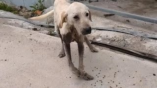 Stray dog ​​jumped into woman's car and lived happily ever after!