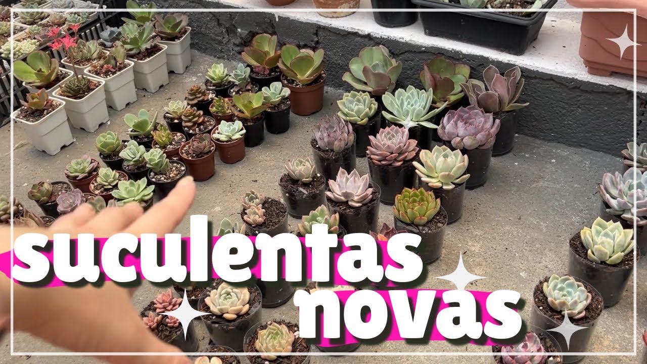 Plantando as mudinhas de suculentas do álbum de vendas 💚