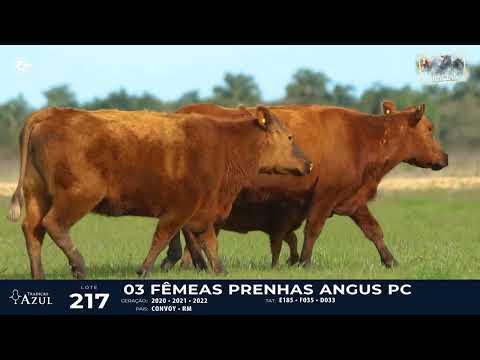 LOTE 217   TAT E185, F035, D033 F Red Angus