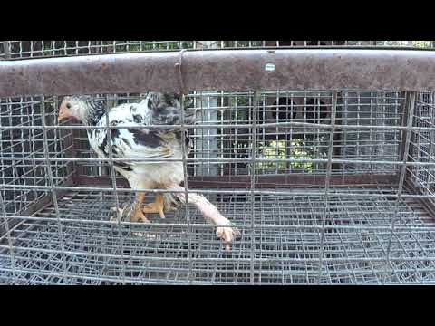 სამფეხა მამალი