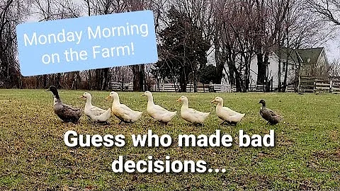 Watch The Characters On Our Farm Start Their Day &...