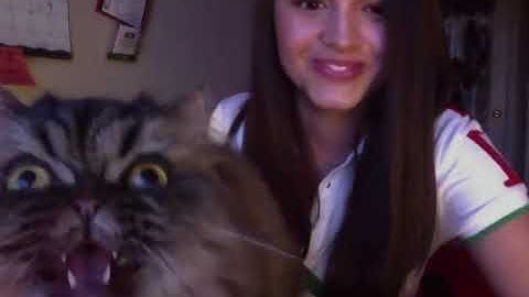 OPERA CAT FULL VERSION