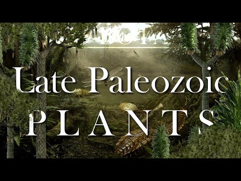 The Evolution of the late Paleozoic Plants