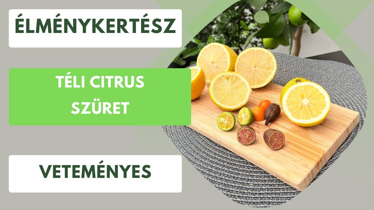 Nem kell citromot venni, itt a saját termés!🍋