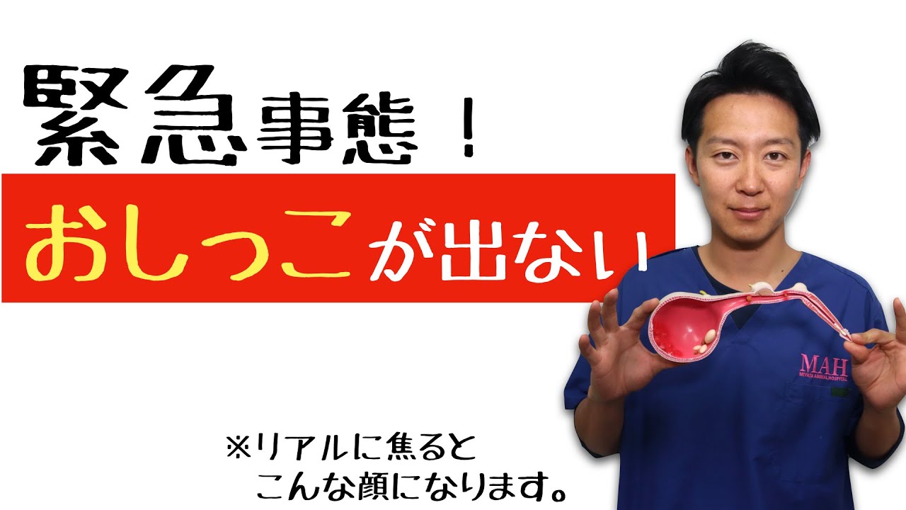 【完全保存版】緊急事態！おしっこが出ない・出にくい。