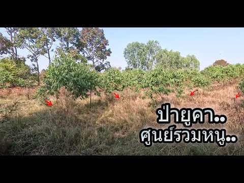 หนูป่ายูคาหลายคัก..ดักหนูนาหน้าแล้ง สูตรเด็ด...