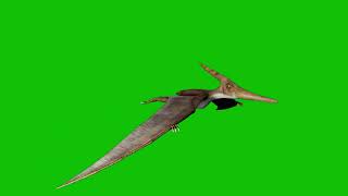 Pteranodon Flying Dinosaur Green Screen 4K