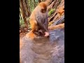 Why did the baby monkey get drowned in the water by his mother? #shorts #cute #animals