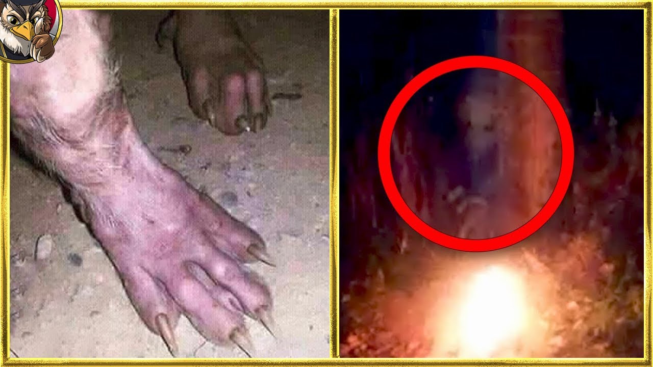 森で発見された恐ろしい物20