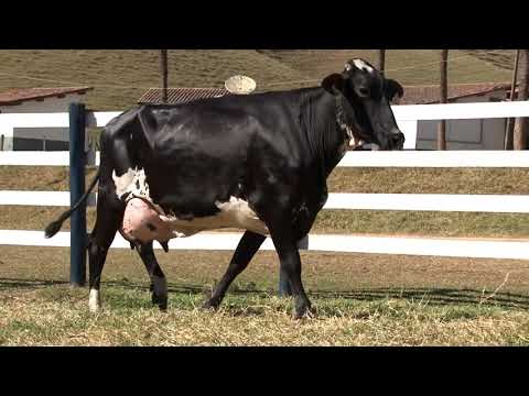 LOTE 9   3095   4 LEILÃO VIRTUAL FAZENDA SÃO MIGUEL   AREIAS SP