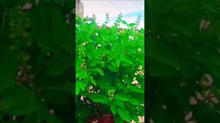 Download Lagu #mere angna me tulsi MP3