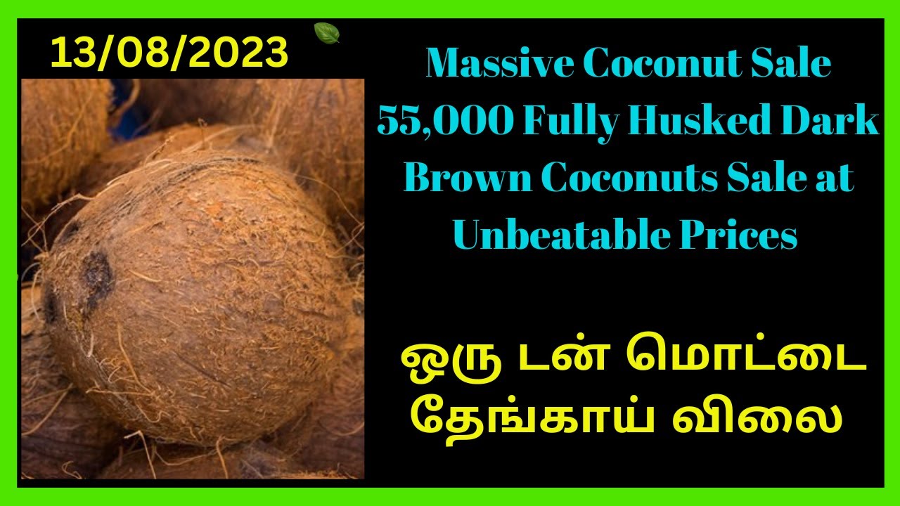 Massive Coconut Sale 55,000 Fully Husked Dark Brown Coconuts Sale