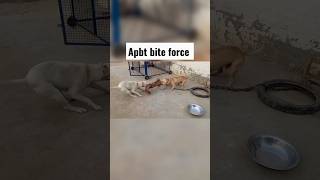 Am Pitbull Bite Force Pls Sub Theeasternwarriors137