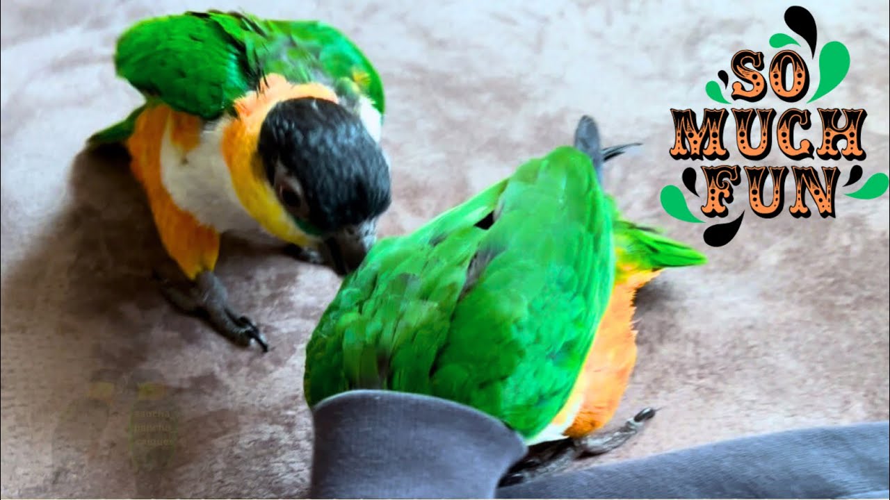 Lustige Grünzügelpapageien