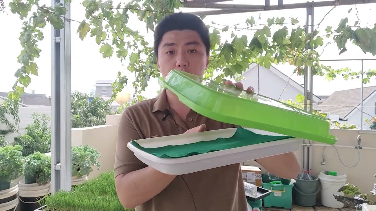 Cara Tanam Microgreens Pakai Kain Flanel