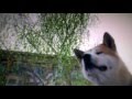 Hachiko A Dog S Story Tribute