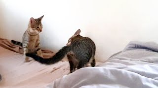 The Most Dangerous Kittens Ever Playfighting Or Real Fight Catslifeph